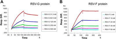 Interactions of heparin with key glycoproteins of human respiratory syncytial virus